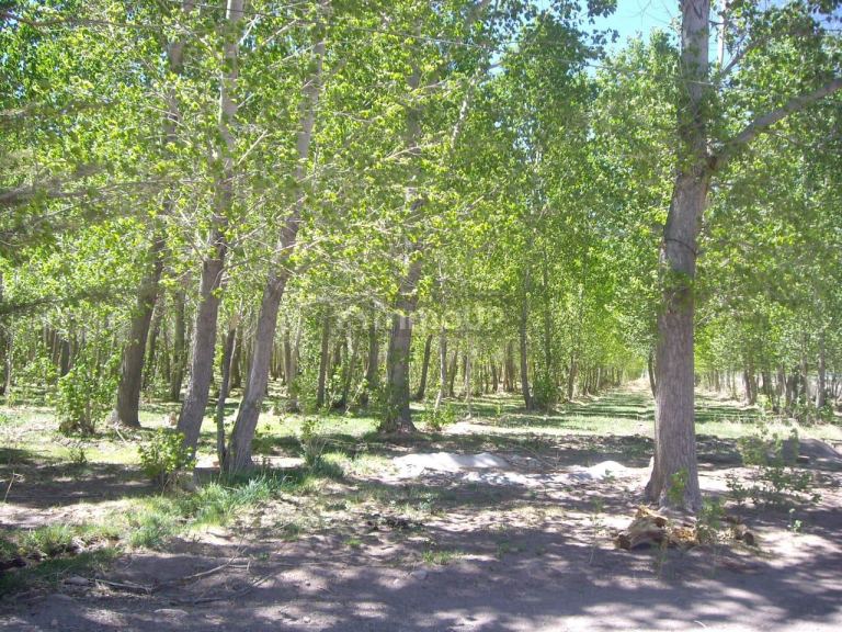 Finca en Venta en Las Heras, Mendoza