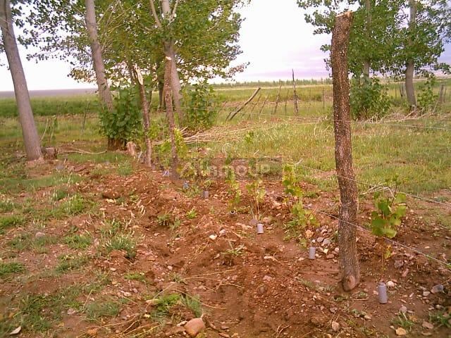 Finca en Venta en Las Heras, Mendoza
