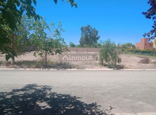 Guaymallen Tulipanes y gardenias san francisco del monte Guaymallén Mendoza