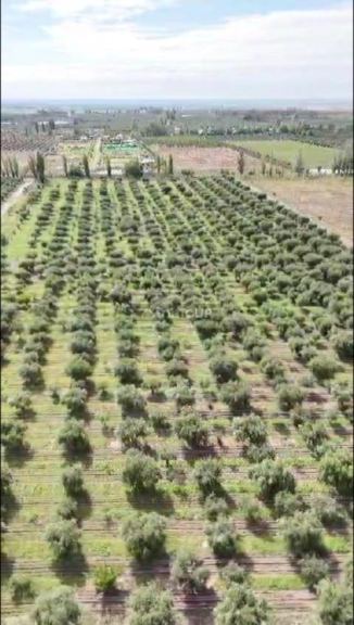 Finca en Venta en Maipu, Mendoza