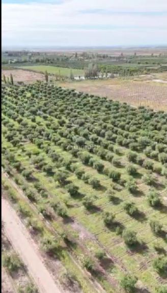 Finca en Venta en Maipu, Mendoza